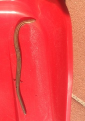 Chalcides chalcides