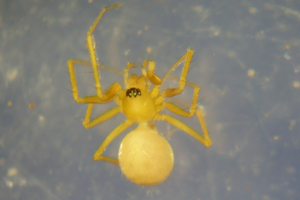 Palliduphantes cernuus