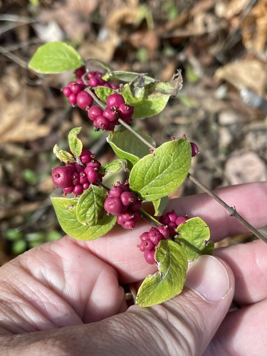 Symphoricarpos orbiculatus