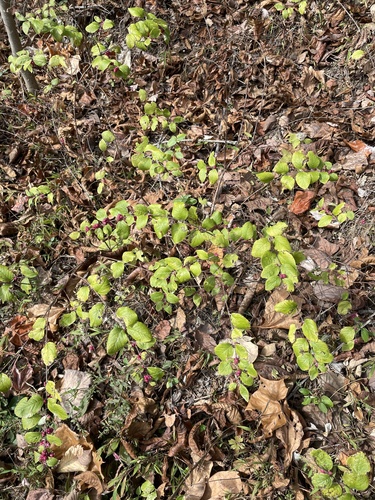 Symphoricarpos orbiculatus