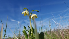 Fritillaria liliacea