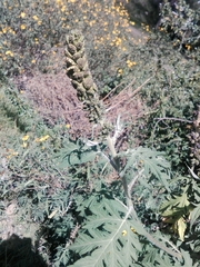 Ambrosia arborescens