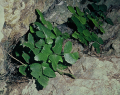 Asplenium pauperequitum