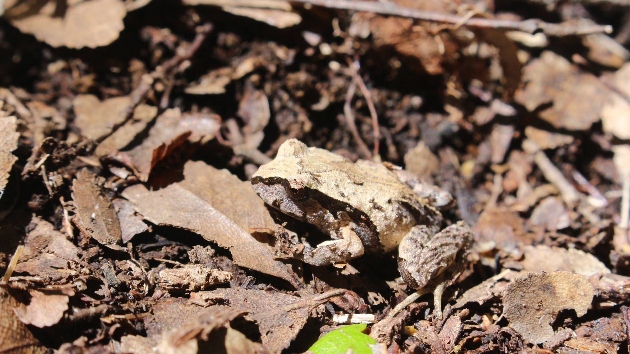 Eupsophus calcaratus (Günther, 1881)