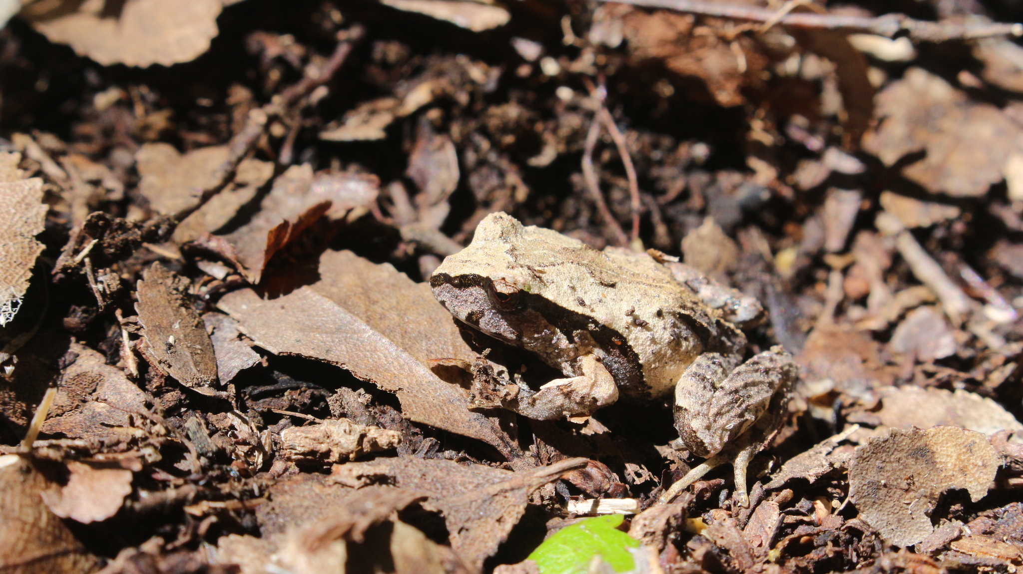 Eupsophus calcaratus (Günther, 1881)