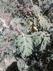 Ambrosia arborescens