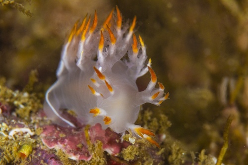 White Dendronotus