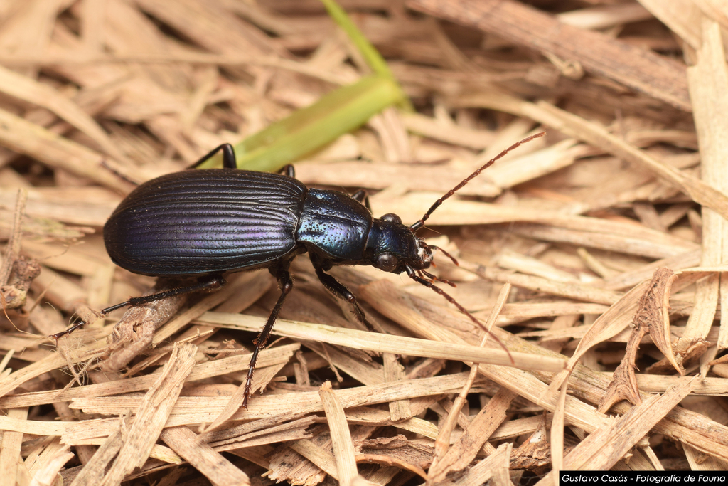 Chlaenius violatus