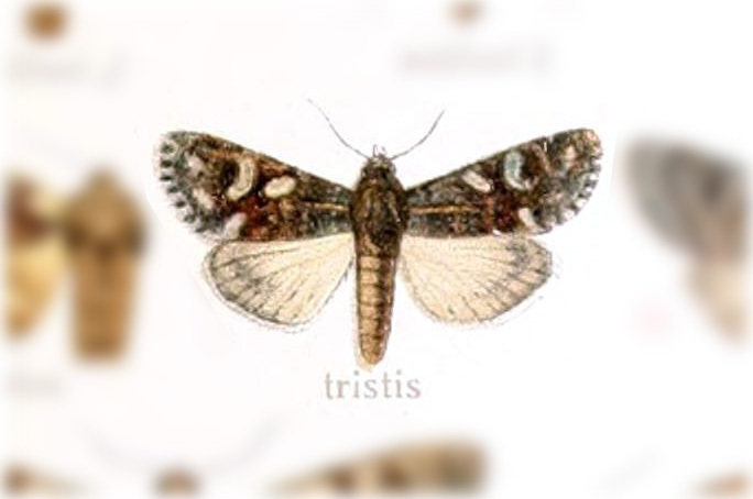 Anhypotrix