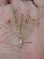 Plantago elongata