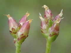 Plantago elongata