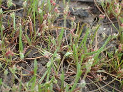 Plantago elongata
