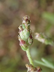 Plantago elongata