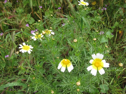 Crown daisy (Glebionis coronaria)
