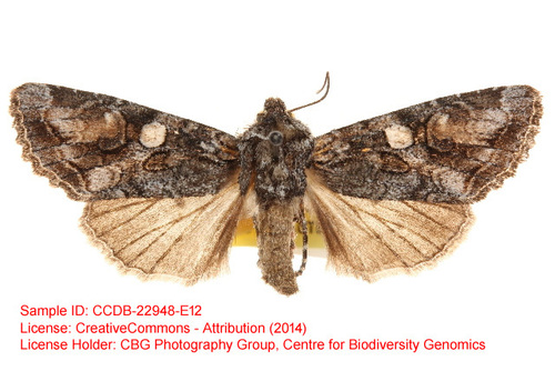 Egira purpurea · iNaturalist Mexico