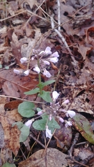 Cardamine douglassii