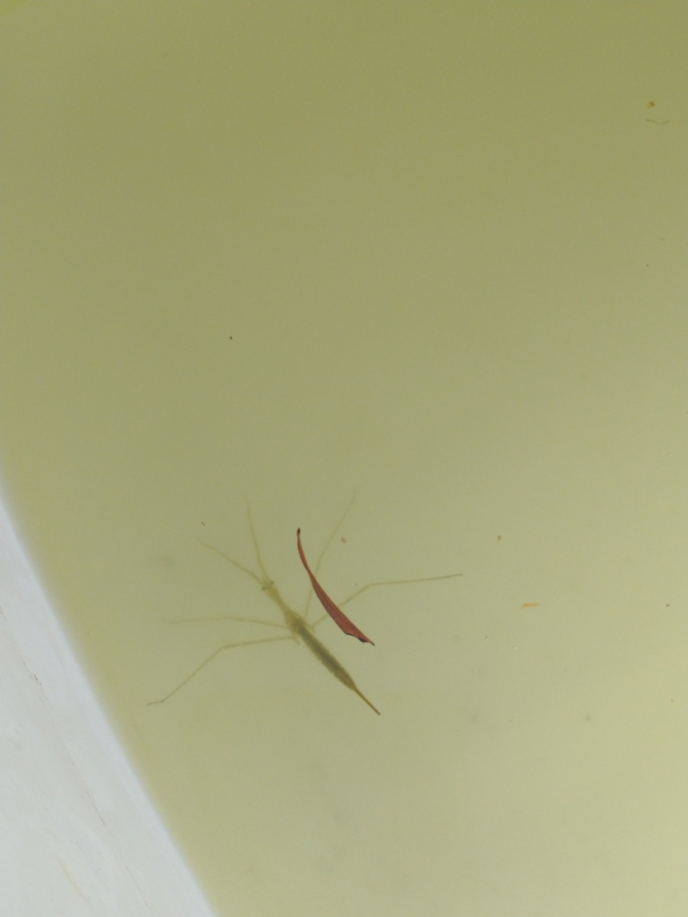 Ranatra quadridentata