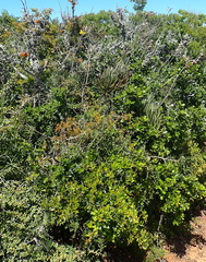 (c) Nicola van Berkel, some rights reserved (CC BY-SA) Caputia pyramidata, photograph (c) Nicola van Berkel, some rights reserved (CC BY-SA)