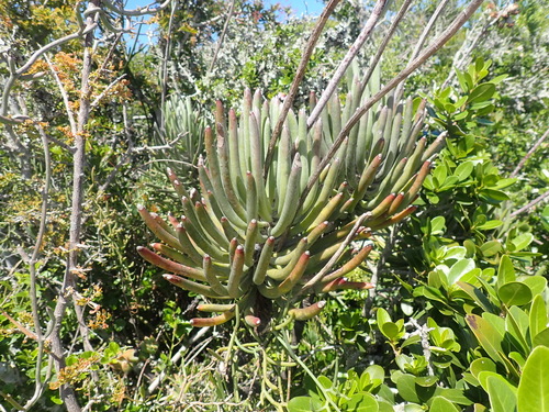 Caputia pyramidata, photograph 6