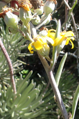 Caputia pyramidata, photograph 2