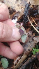 Cardamine douglassii