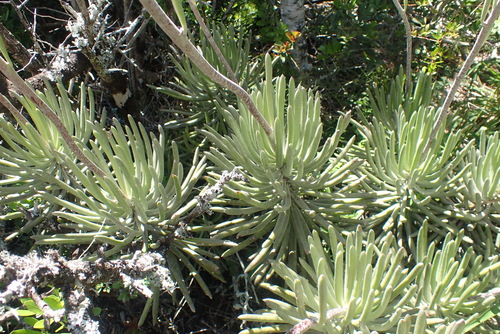 Caputia pyramidata, photograph 3