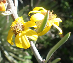 Caputia pyramidata