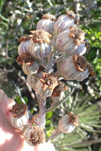 Caputia pyramidata, photograph 4