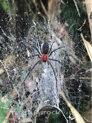 Aglaoctenus castaneus