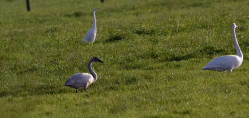 Cygne de Bewick, jeune