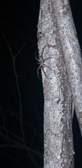 Megalostrata
