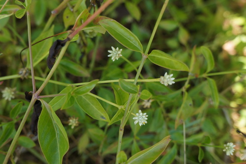 Yellow joyweed (Alternanthera flavescens)