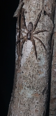 Megalostrata