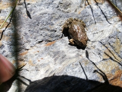 Pleurodema cinereum