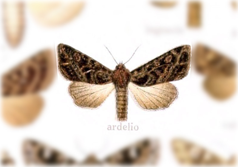 Polia ardelio