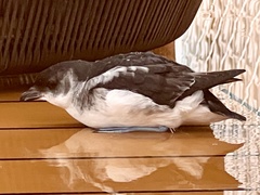 Magellanic Diving Petrel photo 2