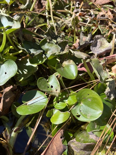 Image of Atlantic Mud Plantain (Heteranthera pauciflora) by (c) harrier, some rights reserved (CC BY)