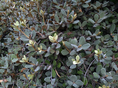 Pittosporum serpentinum