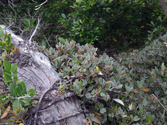 Pittosporum serpentinum