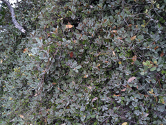 Pittosporum serpentinum