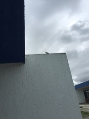 Campylorhynchus yucatanicus