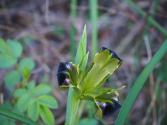 Iris tuberosa