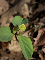 Euphorbia mercurialina