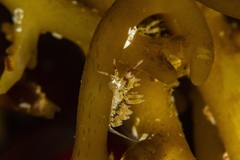 Cuthona hamanni
