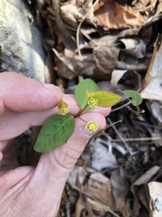 Euphorbia mercurialina