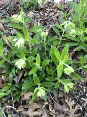 Lithospermum helleri