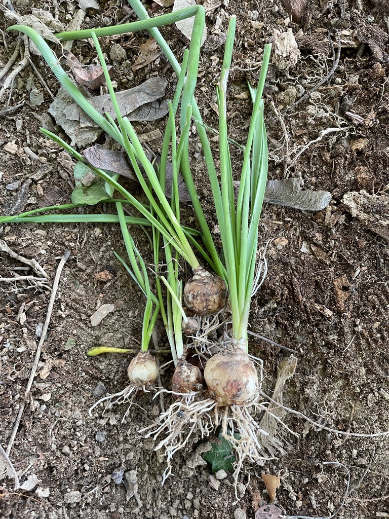 onions from Bloomingdale Ave, Lancaster, PA, US on November 4, 2023 at