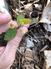 Euphorbia mercurialina