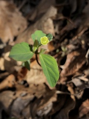 Euphorbia mercurialina