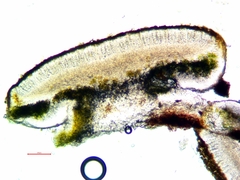 Caloplaca oregona
